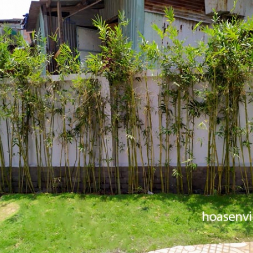Bán cây Trúc Quân Tử 1m tại Đà Nẵng