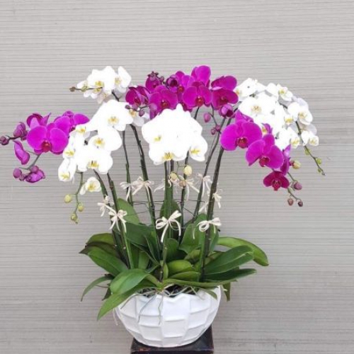 Lan hồ điệp xuân