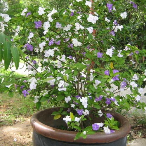 Cây today yesterday today (lài hai màu)