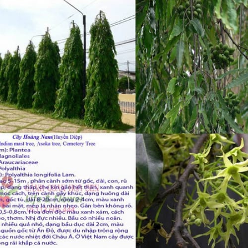 Cây hoàng nam