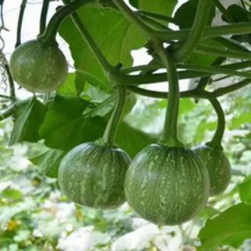 Hạt giống bí đỏ ăn non