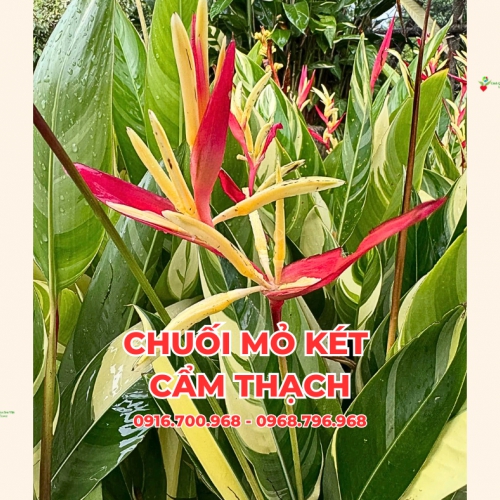 Chuối Mỏ Két Cẩm Thạch