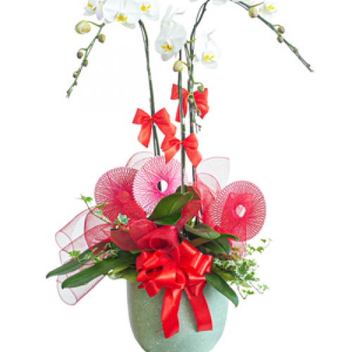 Lan hồ điệp - Hồ điệp trắng