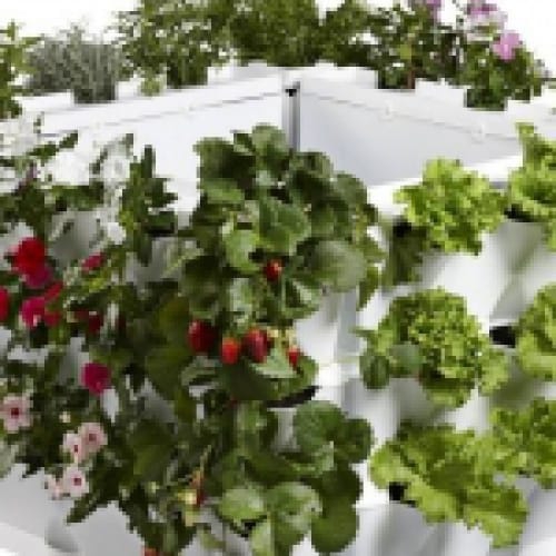 Vườn tường vuôn góc