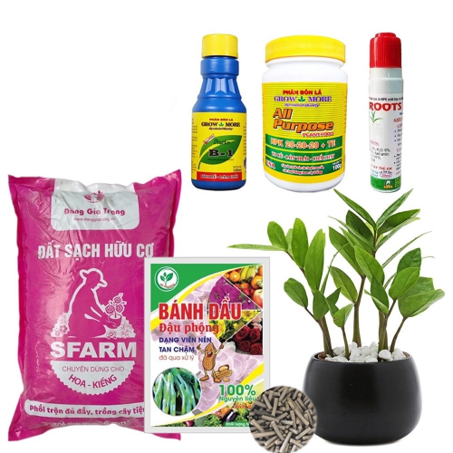 Combo sang chậu cho hoa, cây kiểng để bàn