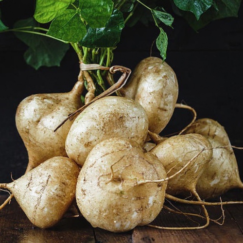 Hạt giống củ sắn