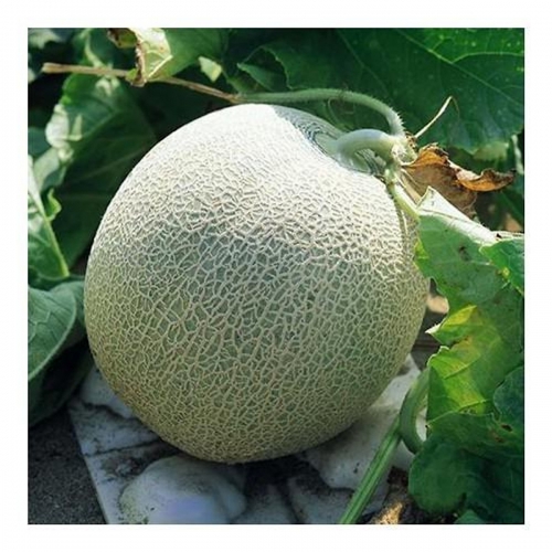 Hạt giống dưa lưới Paradise