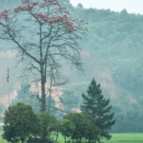 Cây hoa mộc miên