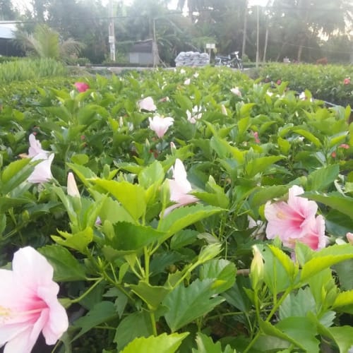 Hoa râm bụt giá rẻ đẹp