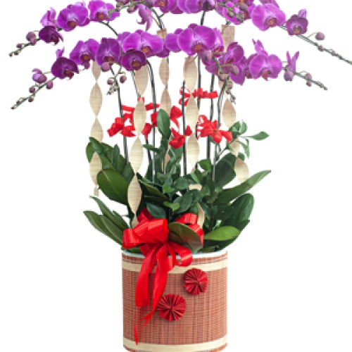 Hồ điệp tím 8 cành