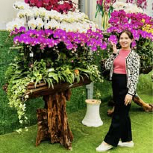 Giá hoa lan hồ điệp tại Đà Nẵng – Cập nhật mới nhất, giao tận nơi