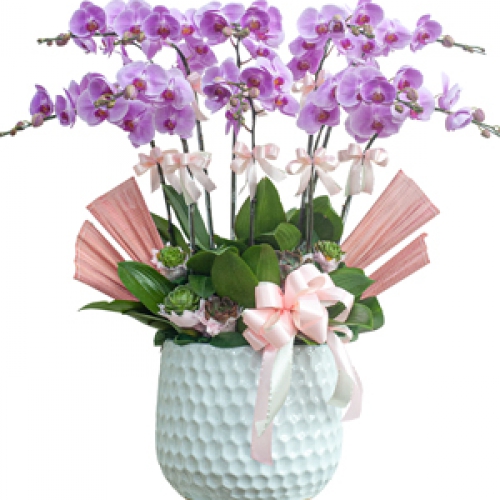 Lan hồ điệp hồng 10 cành