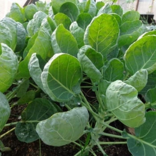 Hạt giống Cải rổ