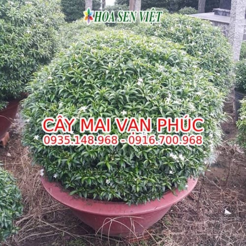 Cây mai vạn phúc