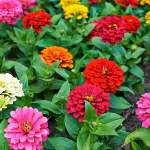 Hạt giống hoa cúc lá nhám kép