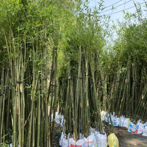 Cây Trúc Cần Câu Đà Nẵng