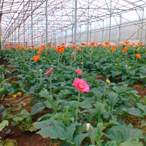 Hoa Đồng Tiền