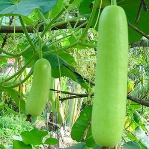 Hạt giống bấu xanh