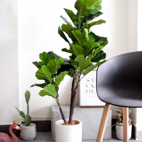 Cho thuê cây cảnh quán Cafe Đà Nẵng