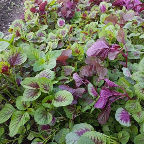 Hạt giống dền 3 màu