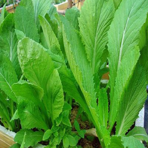 Hạt giống Cải bẹ xanh mỡ cao sản