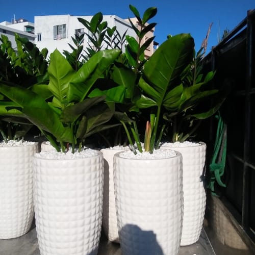 Cho thuê cây tại Đà Nẵng