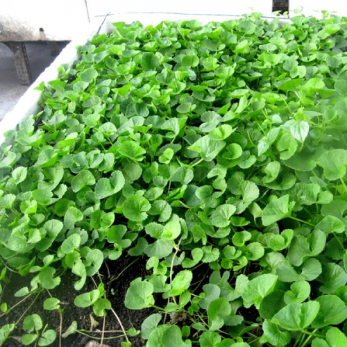 Hạt giống rau má