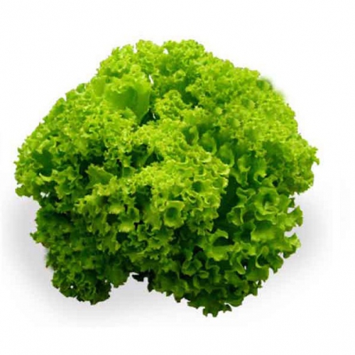 Hạt giống xà lách xoăn sư tử hạt đen