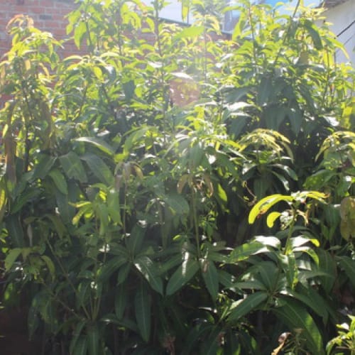 Cây xoài Ngọc Vân