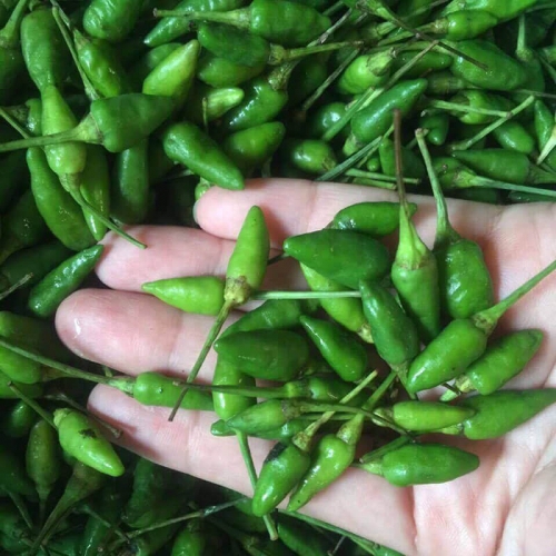 Hạt Giống Ớt Xiêm