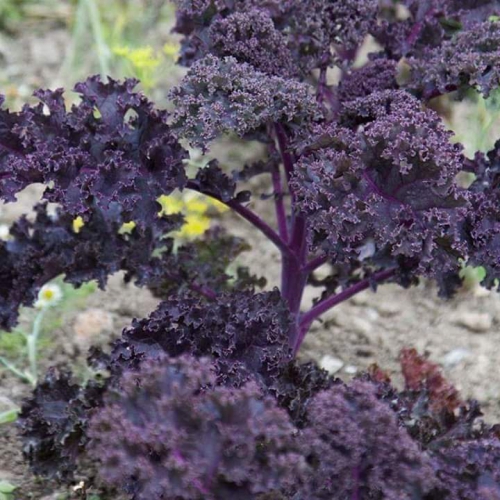 Hạt giống cải xoăn tím F1