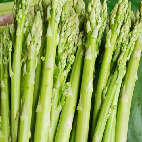 Hạt giống Măng Tây