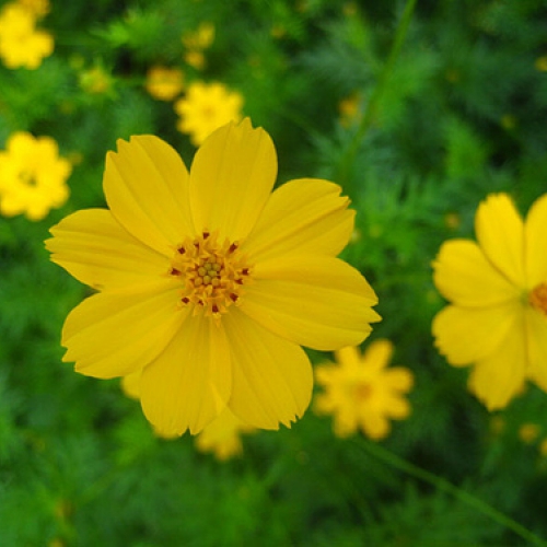 Hạt giống hoa Sao Nhái Vàng