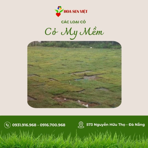 Cỏ My mềm