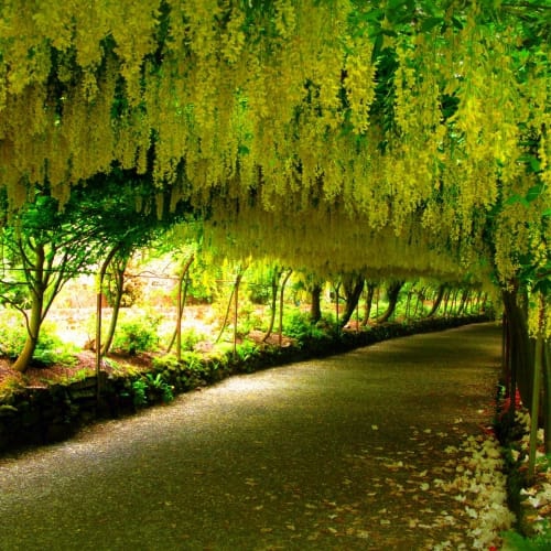 Cây osaka vàng tại Đà Nẵng