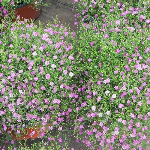 Hạt giống hoa Baby hồng