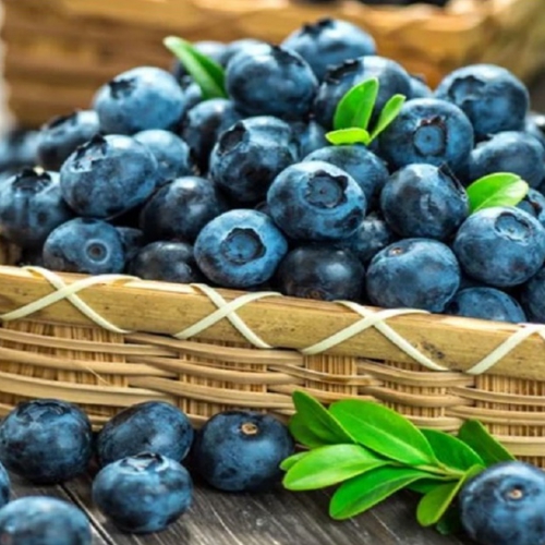 Hạt giống việt quất