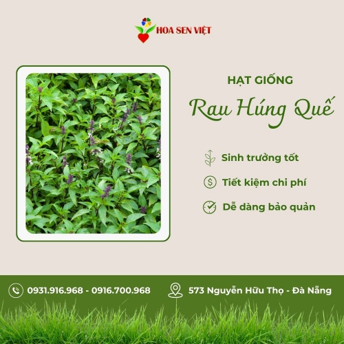 Hạt giống húng quế