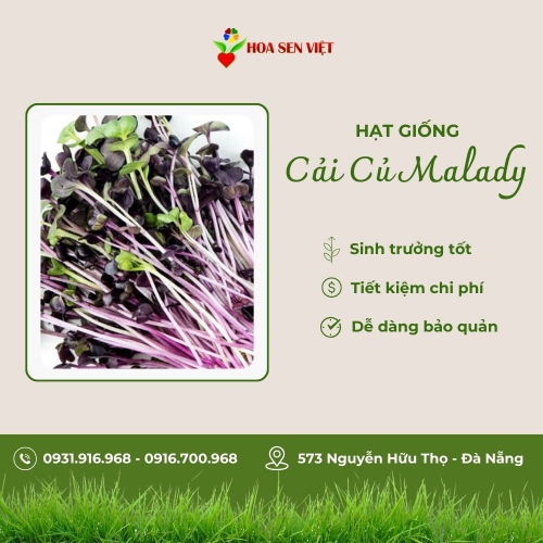 Hạt giống mầm cải củ Malady