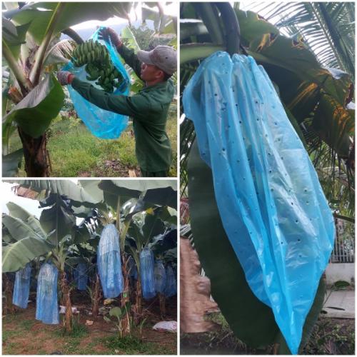 TúI bao buồng chuốI nylon - 70x140cm