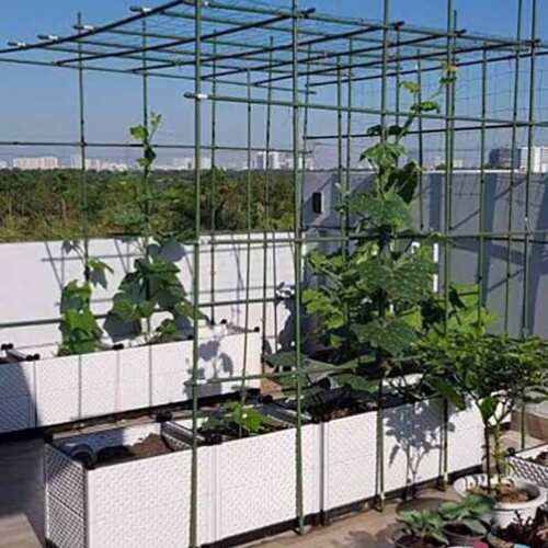 Que cắm làm giàn leo - 150x1.1cm