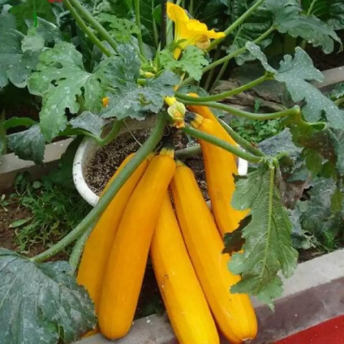 Hạt giống Bí Ngồi Vàng Hàn Quốc F1