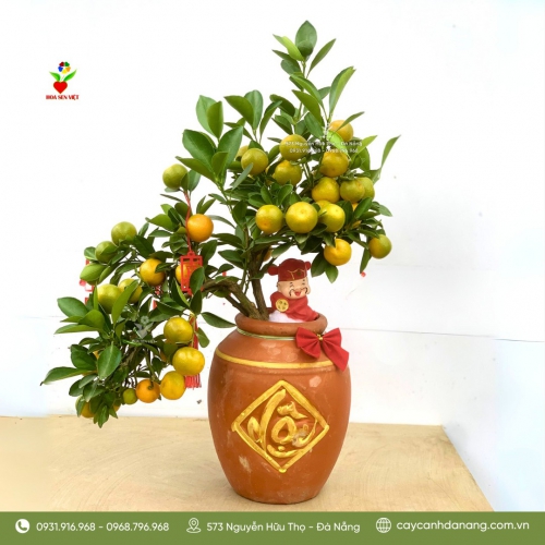 Cây Quất Tết Tài Lộc