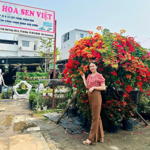 Giá thuê cây cảnh tại Đà Nẵng – Bảng giá chi tiết & giải pháp tiết kiệm cho văn phòng, nhà hàng