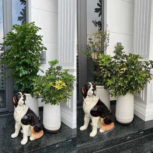 Mẫu chậu trồng cây đẹp Đà Nẵng