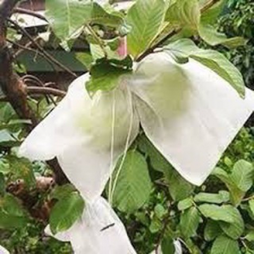 Túi bao quả dây rút - 20x25cm