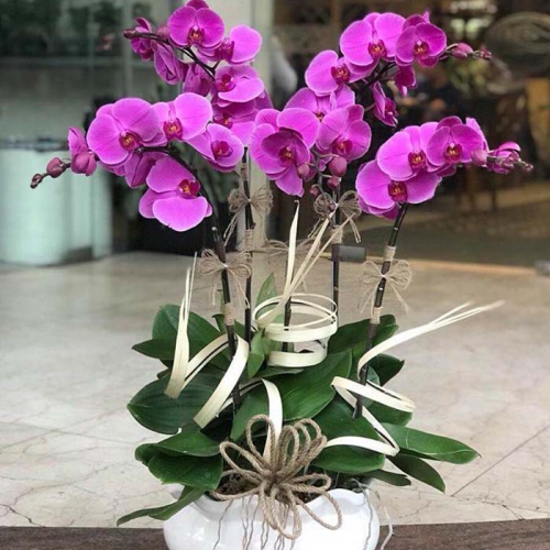 Lan hồ điệp - Hồ điệp tím 4