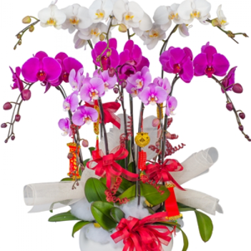 Lan hồ điệp - Sum vầy