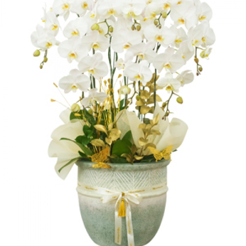 Lan hồ điệp - Hồ điệp trắng chậu sứ