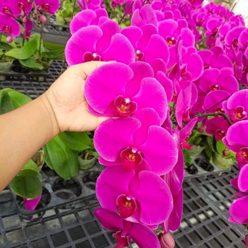 Hoa lan hồ điệp đỏ